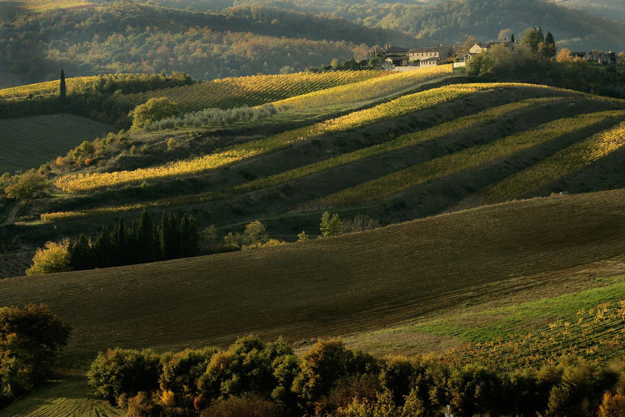 Day Trip to Chianti: Wine Tasting in the Countryside